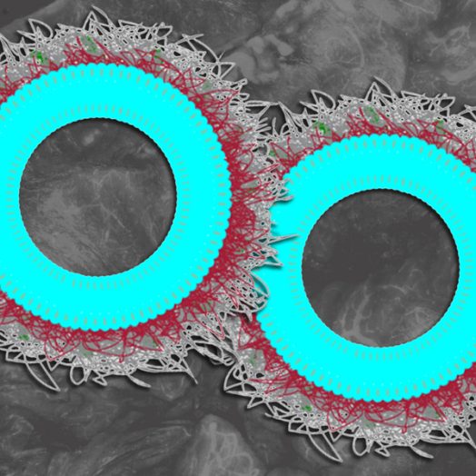 A nanoparticle designed to deliver immune-stimulating molecules to ovarian cancer cells